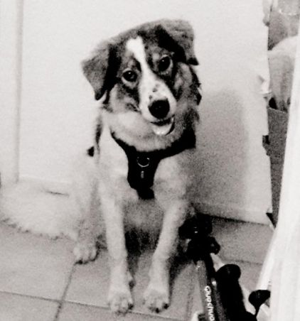 Photo de Orion, Border Collie crois� Montagne des Pyr�n�es