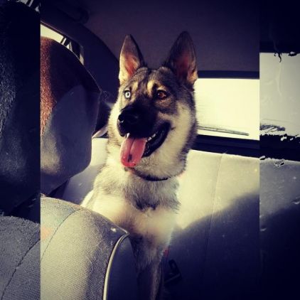 Photo d'Oasis, Husky crois� Berger Allemand