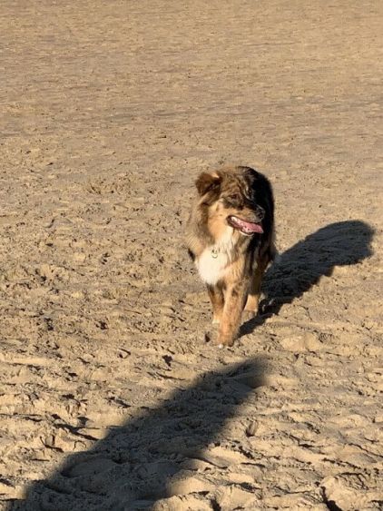 Photo de Plume, Berger australien crois� Husky