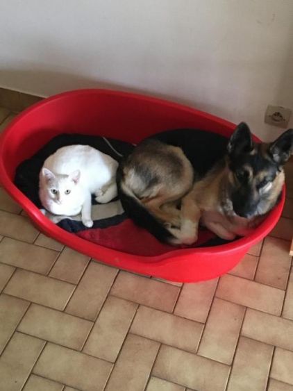 Photo d'Huracan, Berger Belge Malinois crois� Husky