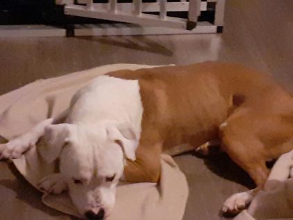 Photo de Mighty, American Staffordshire terrier pure race