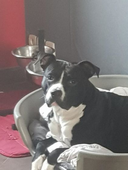 Photo de �meute, American Staffordshire terrier pure race