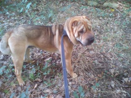 Photo de Tommy, Shar Pei pure race