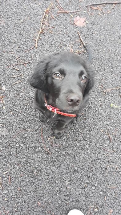 Photo de Locco, Labrador Retriever crois� Epagneul breton