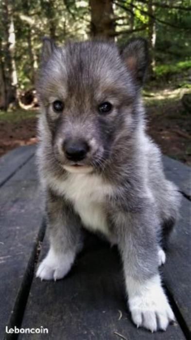 Photo de Wolf, Husky crois� Chien-loup tch�coslovaque
