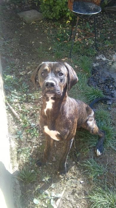 Photo de Narco, Boxer crois� Dogue argentin