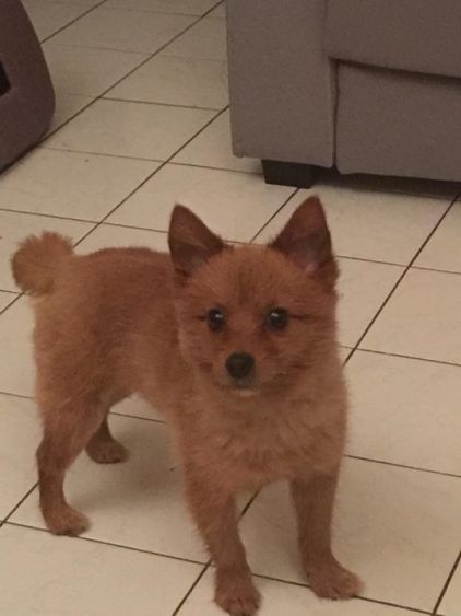 Photo de Axel, Chihuahua crois� Yorkshire terrier