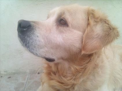 Photo de Jumper, Golden Retriever pure race