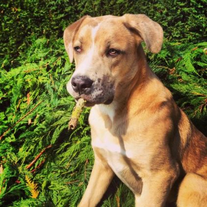 Photo d'Eros, Cane Corso crois� Berger australien