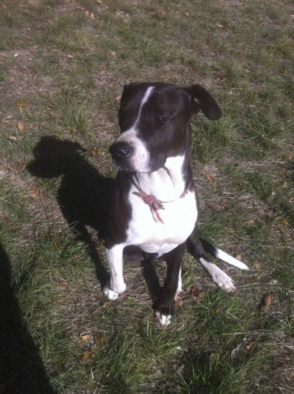 Photo de mitaine, Dogue argentin crois� Dogue allemand