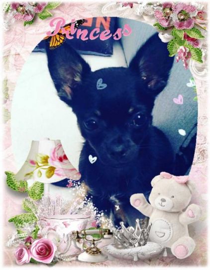 Photo de Capon, Chihuahua pure race