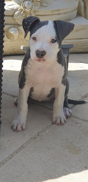 Photo de Nala, Bouledogue am�ricain pure race