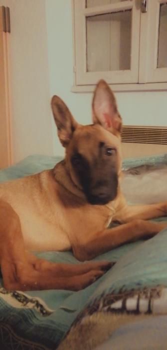 Photo de Pacha, Berger Belge Malinois crois� Boxer
