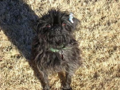 Photo de Magdalana, Affenpinscher pure race