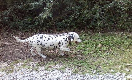 Photo de Myrtille, Basset hound crois� Dalmatien