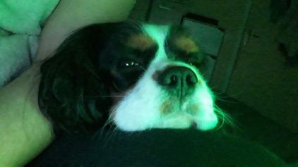 Photo de Napple, Cavalier King Charles pure race