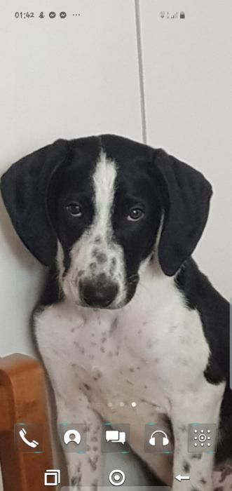 Photo de Django, Border Collie crois�
