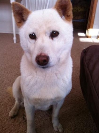 Photo de Yuki, Shiba Inu pure race