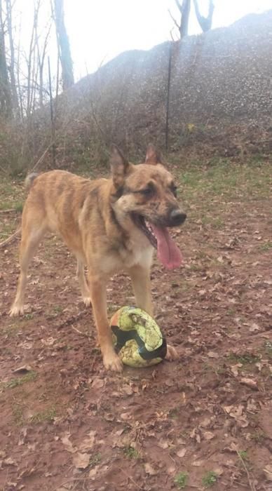 Photo de Kansas, Berger Belge Malinois crois�