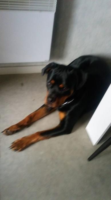 Photo de Pixelle, Rottweiler pure race