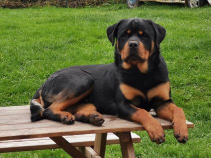Photo de Panzer, Rottweiler pure race