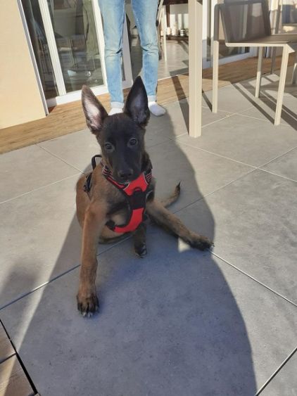 Photo de �cho, Berger Allemand crois� Berger Belge Malinois