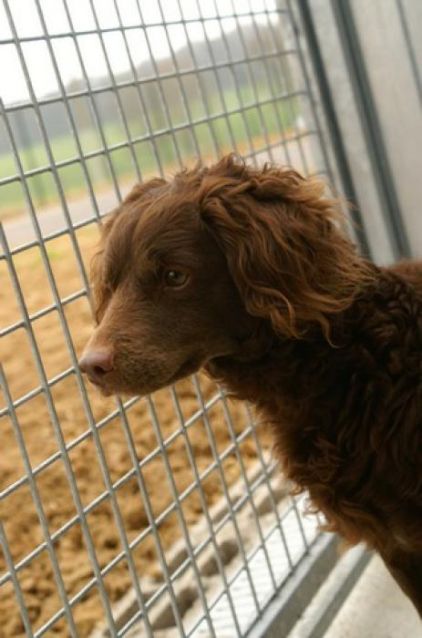 Photo de Teddy, Caniche crois� Epagneul breton