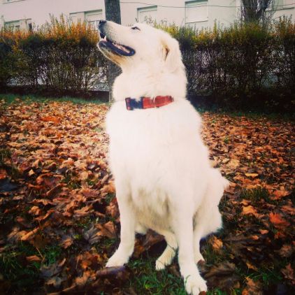 Photo de Arthax, Montagne des Pyr�n�es pure race