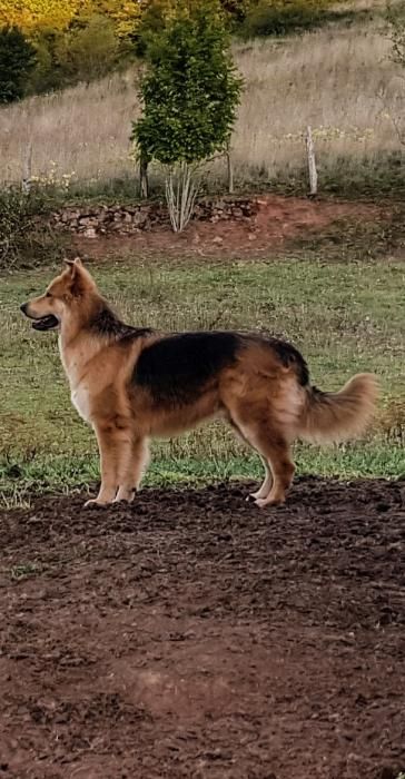 Photo de Nolan, Berger australien crois� Berger blanc suisse