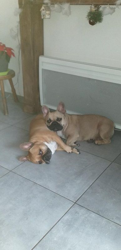 Photo de Lona, Bouledogue fran�ais pure race