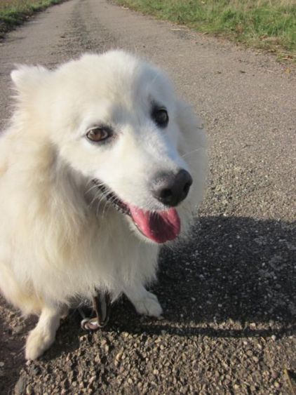 Photo de Ulan, Spitz allemand pure race