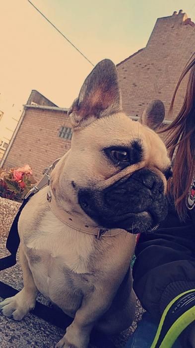 Photo de Noisette, Bouledogue fran�ais pure race