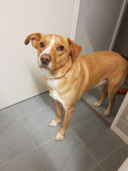 Photo de Maestro, Podenco crois� Labrador Retriever