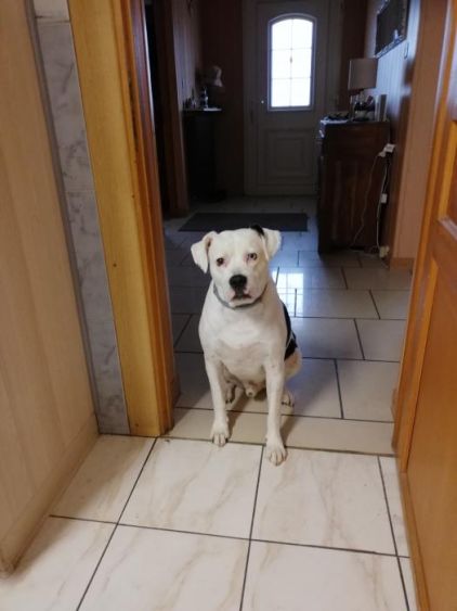 Photo de Tyson, Dogue argentin crois�