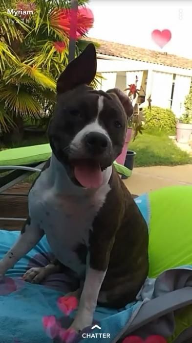 Photo de Opale, American Staffordshire terrier pure race