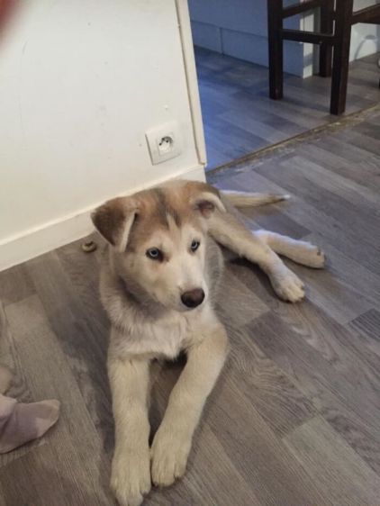 Photo d'Anouk, Husky crois� Berger Belge Malinois