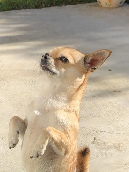Photo de Brutus, Chihuahua pure race