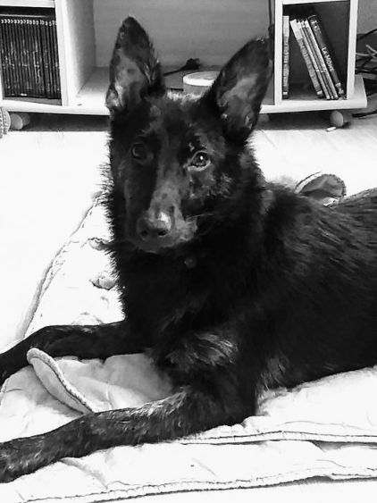 Photo de Pablo, Berger hollandais crois� Berger Allemand