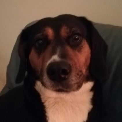 Photo de Lizzy, Beagle crois� Beauceron