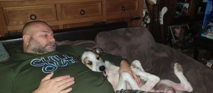 Photo d'Hatchi, Parson Russell terrier crois�