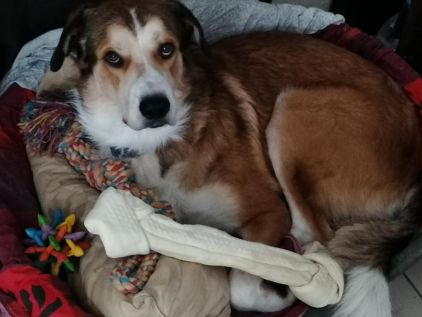 Photo de Maestro, Montagne des Pyr�n�es crois�