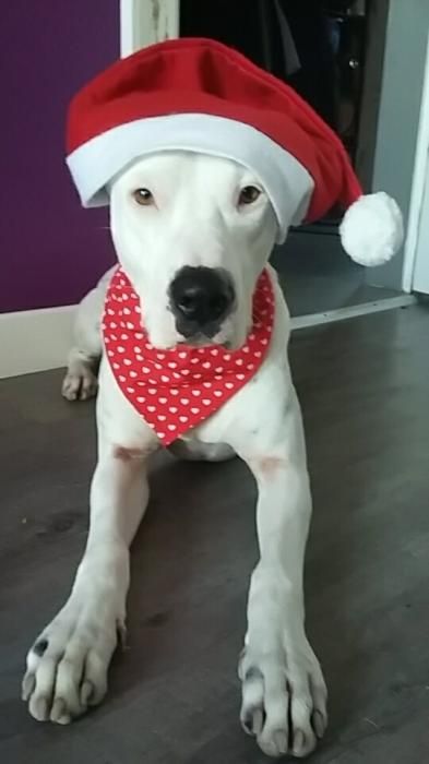 Photo de Ruby, Dogue argentin crois�
