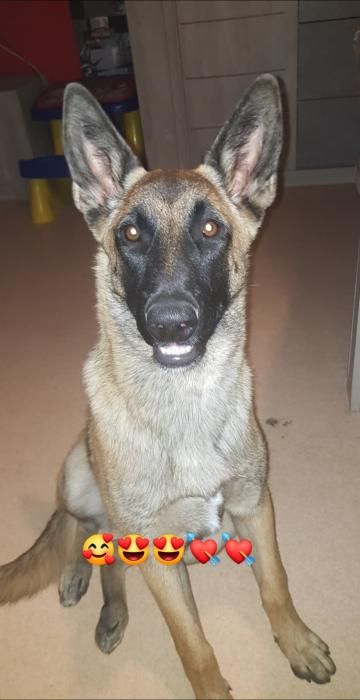 Photo de Naika, Berger Belge Malinois pure race