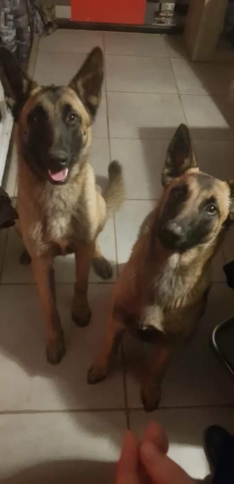 Photo de YOUKA, Berger Belge Malinois pure race