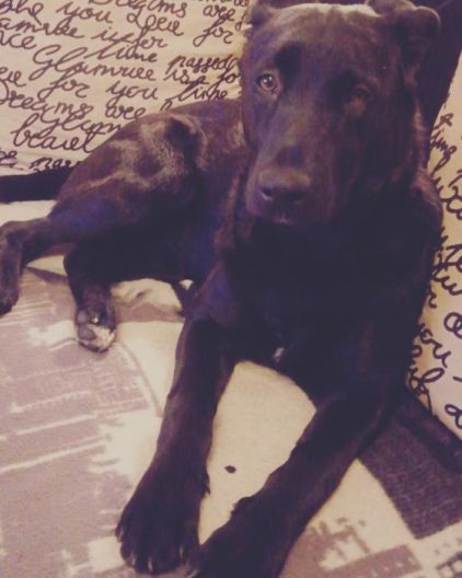 Photo de Blacko, Berger Belge Malinois crois� Labrador Retriever