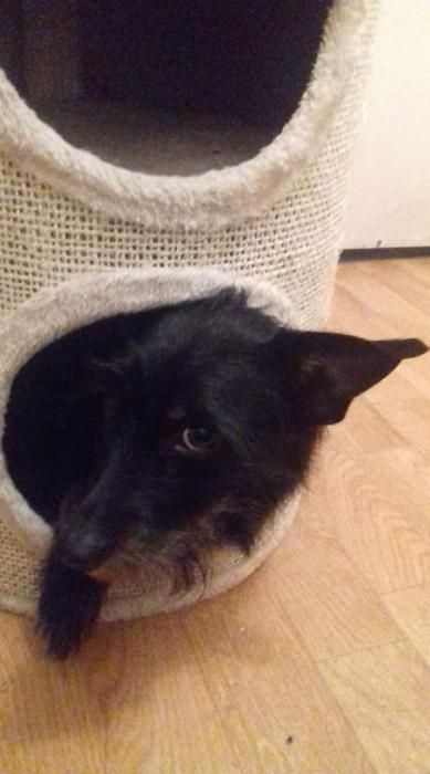 Photo de Laslo, corniaud Schnauzer Teckel