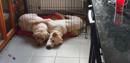 Photo de Nala et Paco, Labrador Retriever pure race