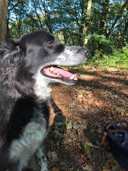 Photo de Matt, Border Collie pure race