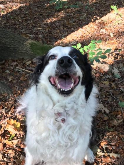 Photo de Doudou, Border Collie pure race