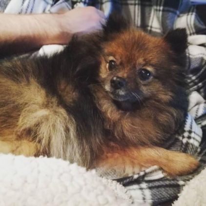 Photo de Chipie, Spitz nain pure race
